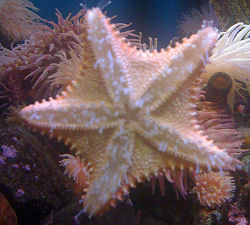 Starfish at the New England Aquarium