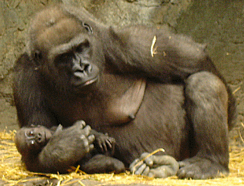 Gorilla with baby