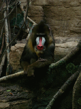 Franklin Zoo