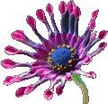 Flowers Bulbs Plants Shrubs Bushes seeds Boston Flowers Bulbs Plants Shrubs Bushes seeds