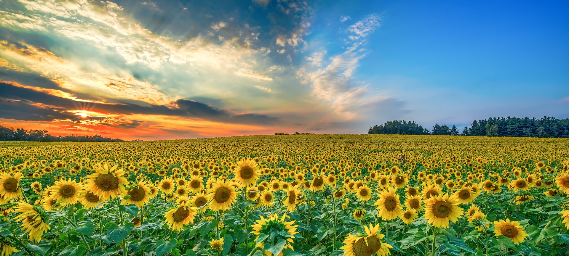 large meadow of sunflowers