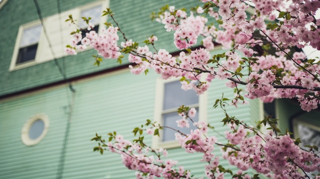 cherry blossoms in front of a house