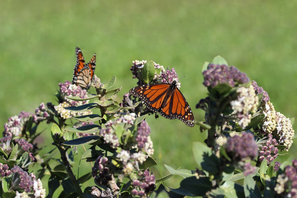 Native Plant Trust Butterfly