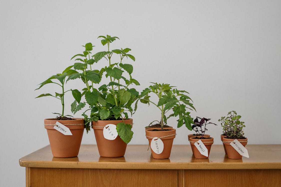 A variety of herbs in pots