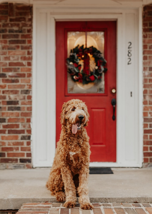 dog in front of a house