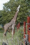 Giraffe at the Franklin Zoo