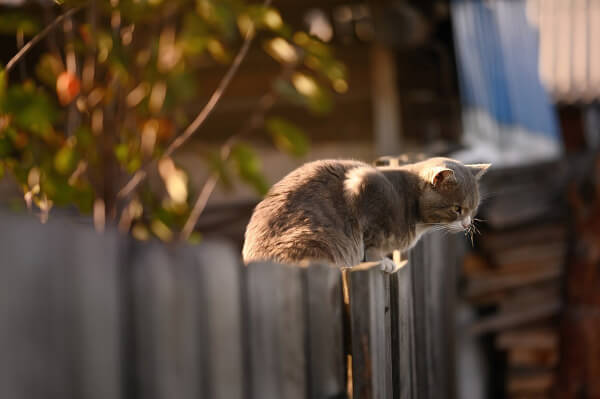 Cat on a fence