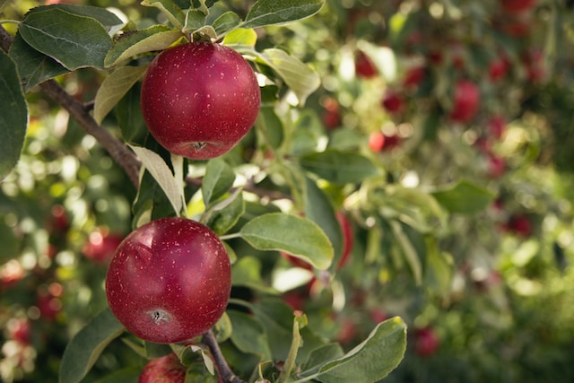 red apples on a tree