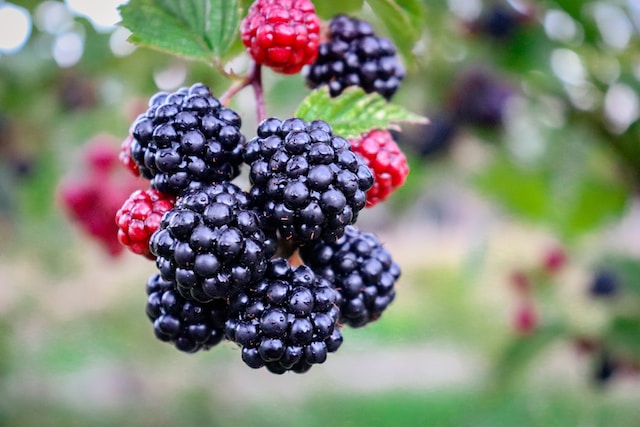 blackberries