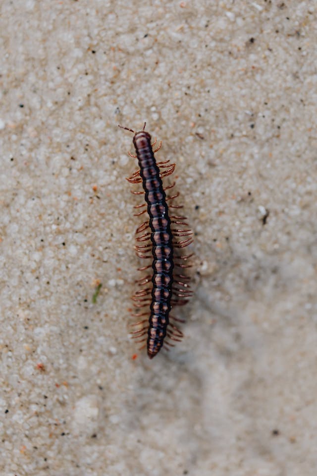 Millipede. Image by Pexels