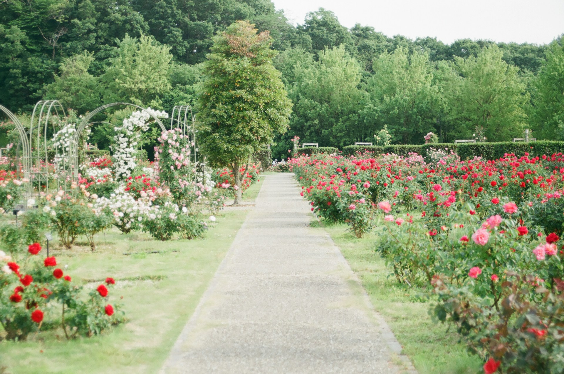 Red, white and pink roses