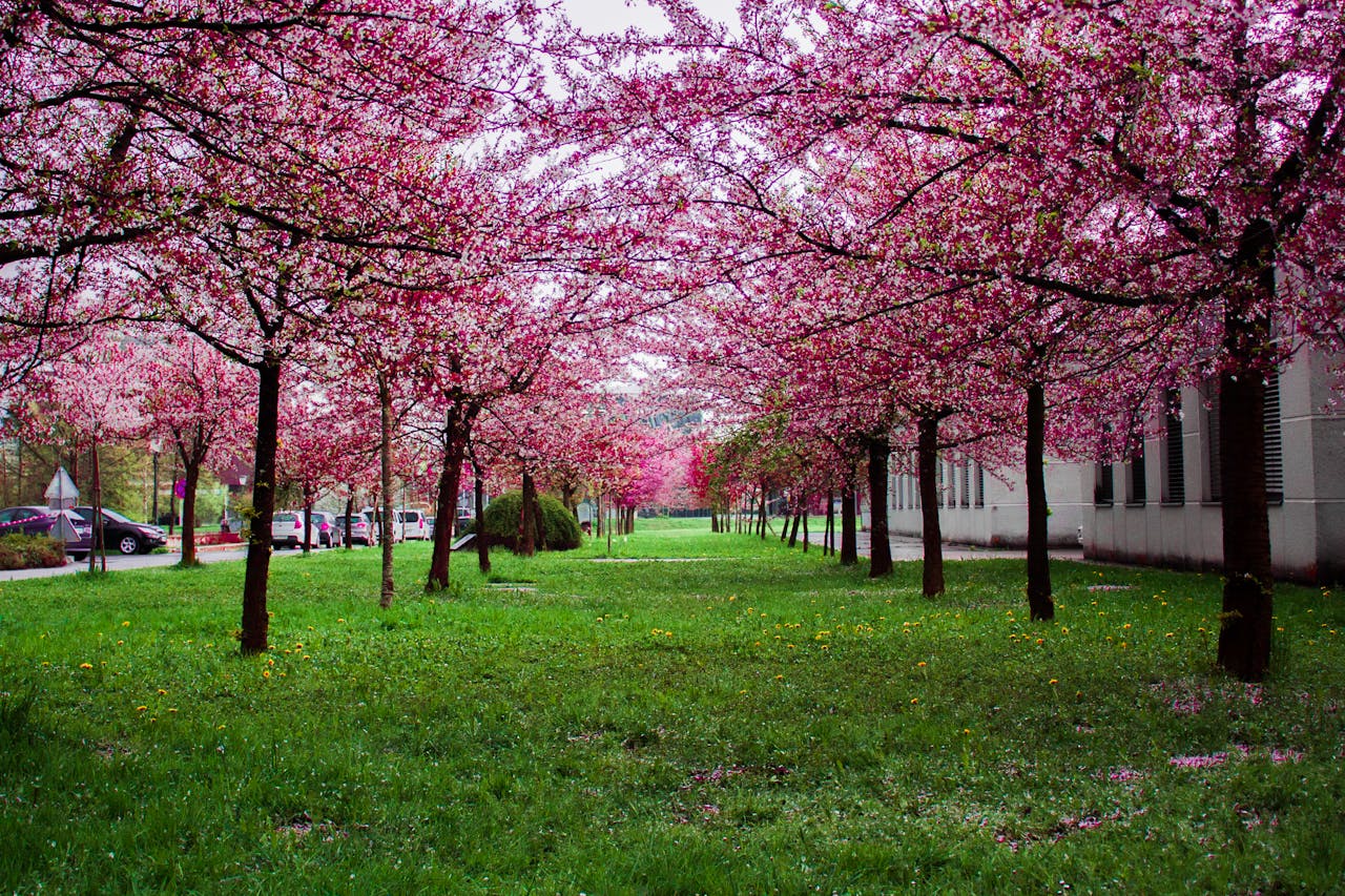 pink trees