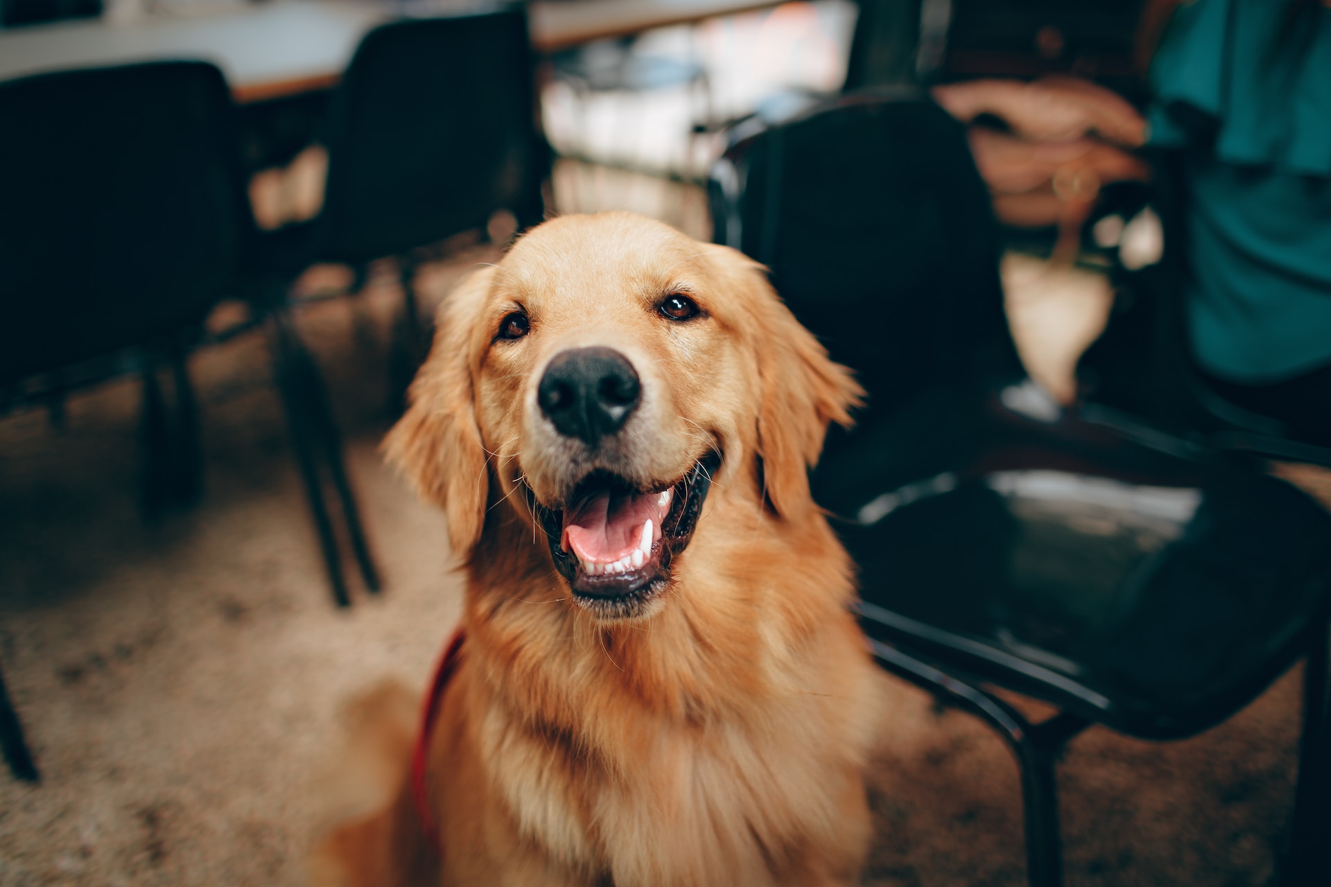 big dog smiling