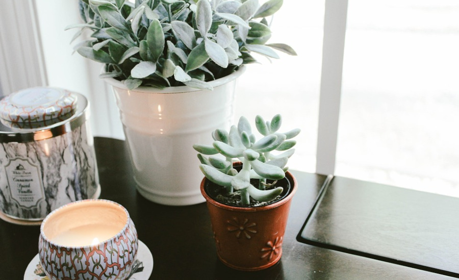 Plants on a table