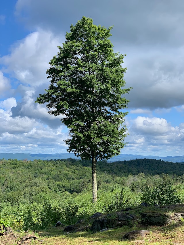 Bershires, mountain, tree