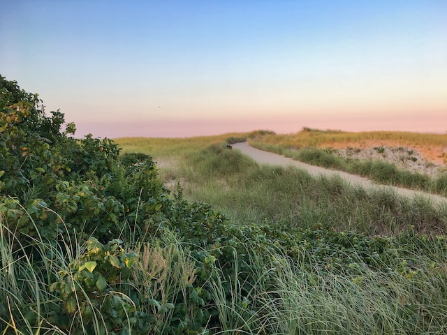 grass by a bay, Cape Cod