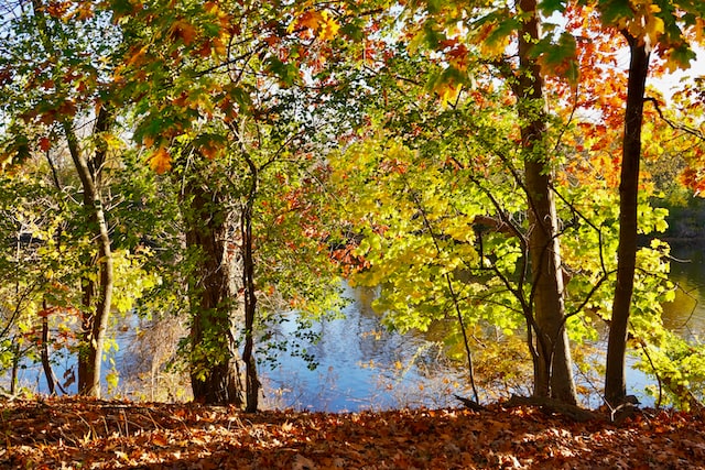 Watertown, trees, river