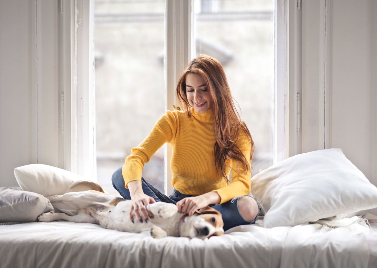 Dog settling into a new Boston apartment. Image by Pexels