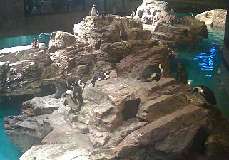 New England Aquarium Penguins