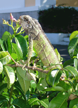 Iguana