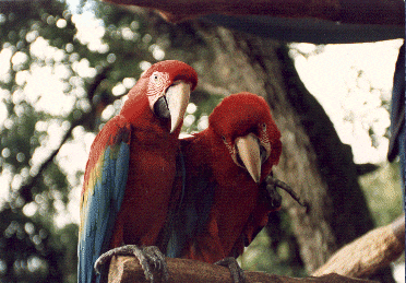 parrots
