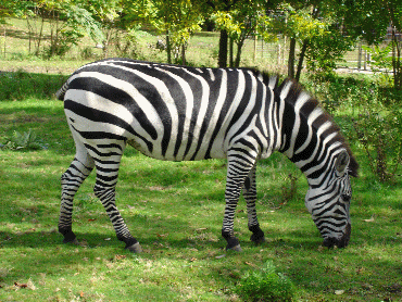 Zebra
