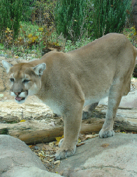 Cougar