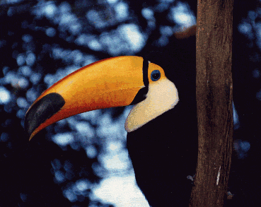 Picture of a Toucan Bird
