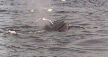 A Whale Greeting Sea Gulls in Boston Harbor - Boston, Massachusetts