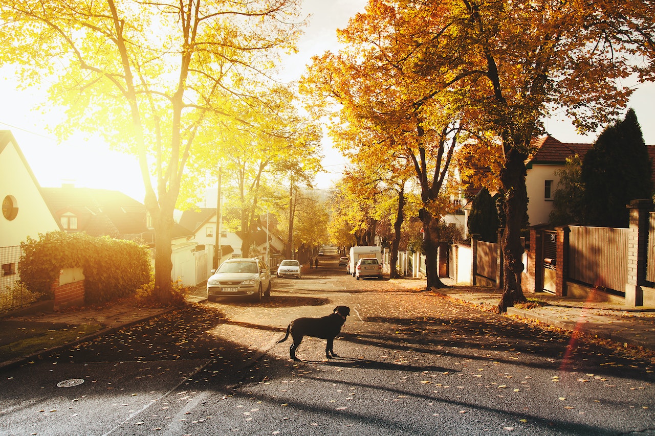 dog in the middle of a road