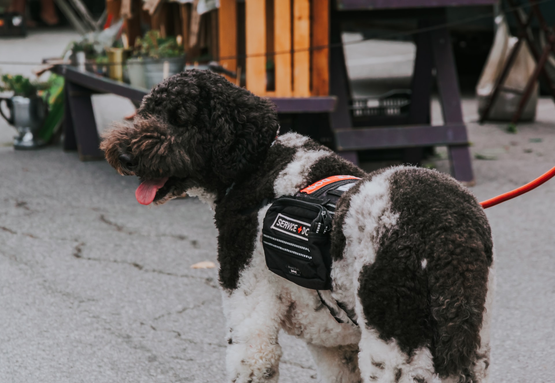 service animal, dog
