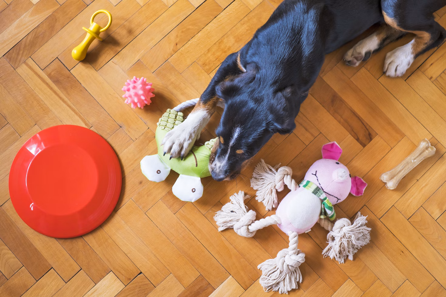 Dog, dog toys