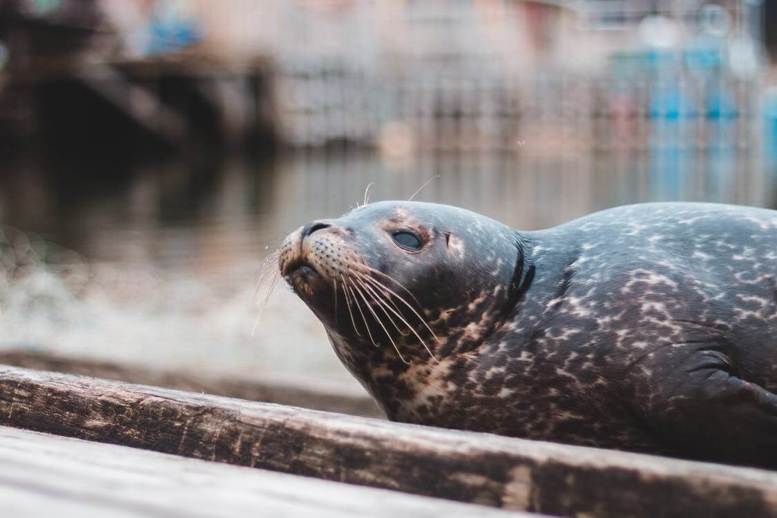 seals