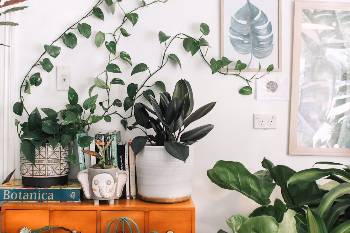 plants
