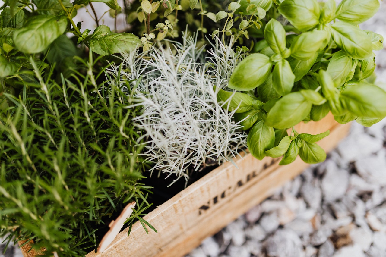 A variety of plants in pots