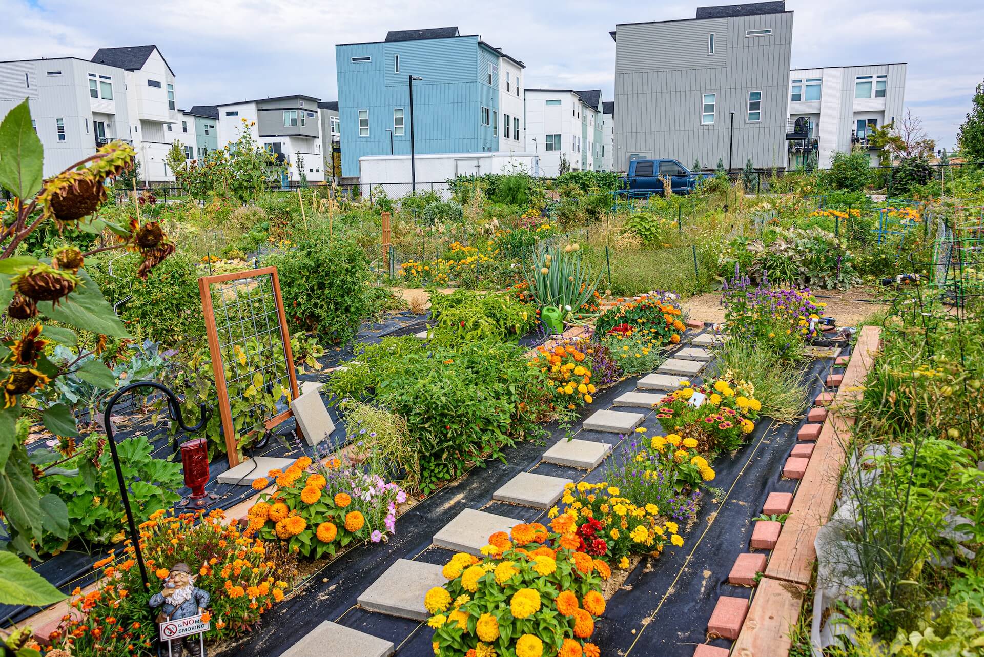 Community garden, a variety of different colored flowers