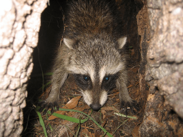 Raccoon