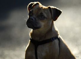 Lola the dog