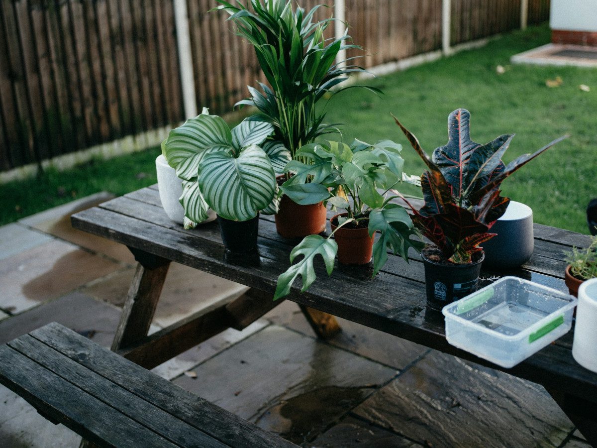 plants on a table