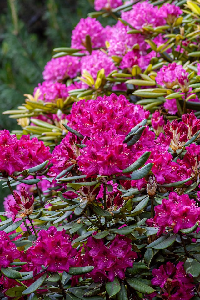 Pink Rhododendron