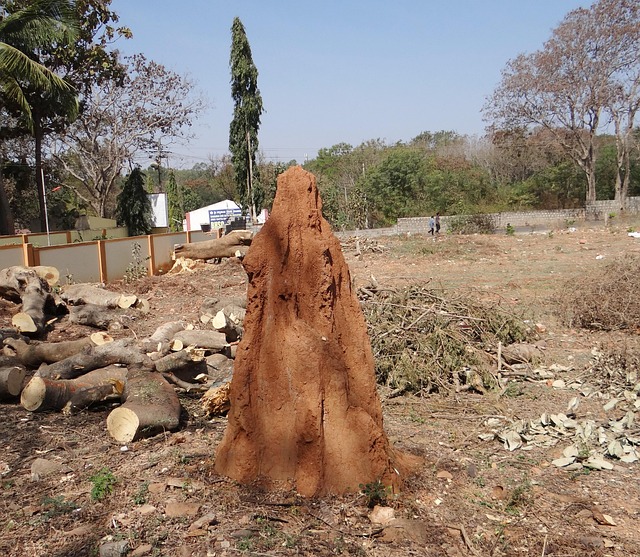 Termite mound. Image by Pixabay