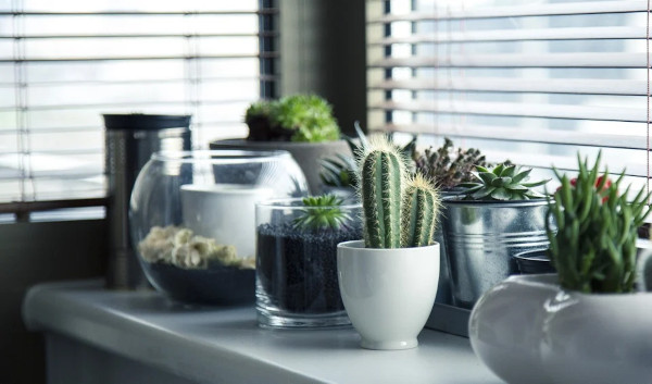 Plants on a table