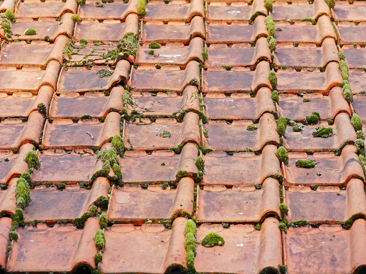 An old, moss-covered tile roof on a barn. Image by Pixabay