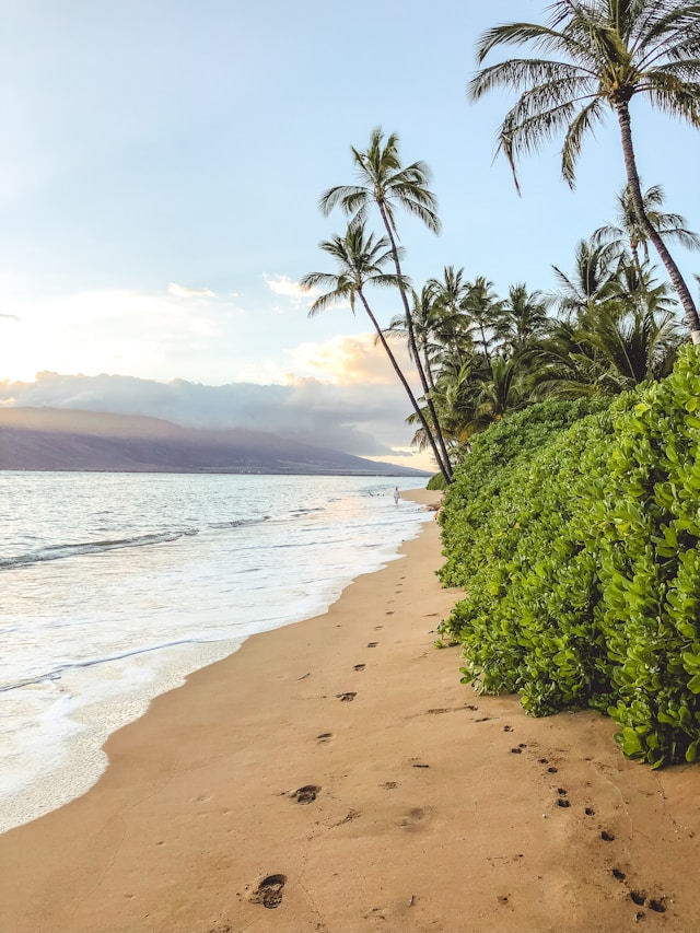Beach, Viva Mar. Image by Pexels