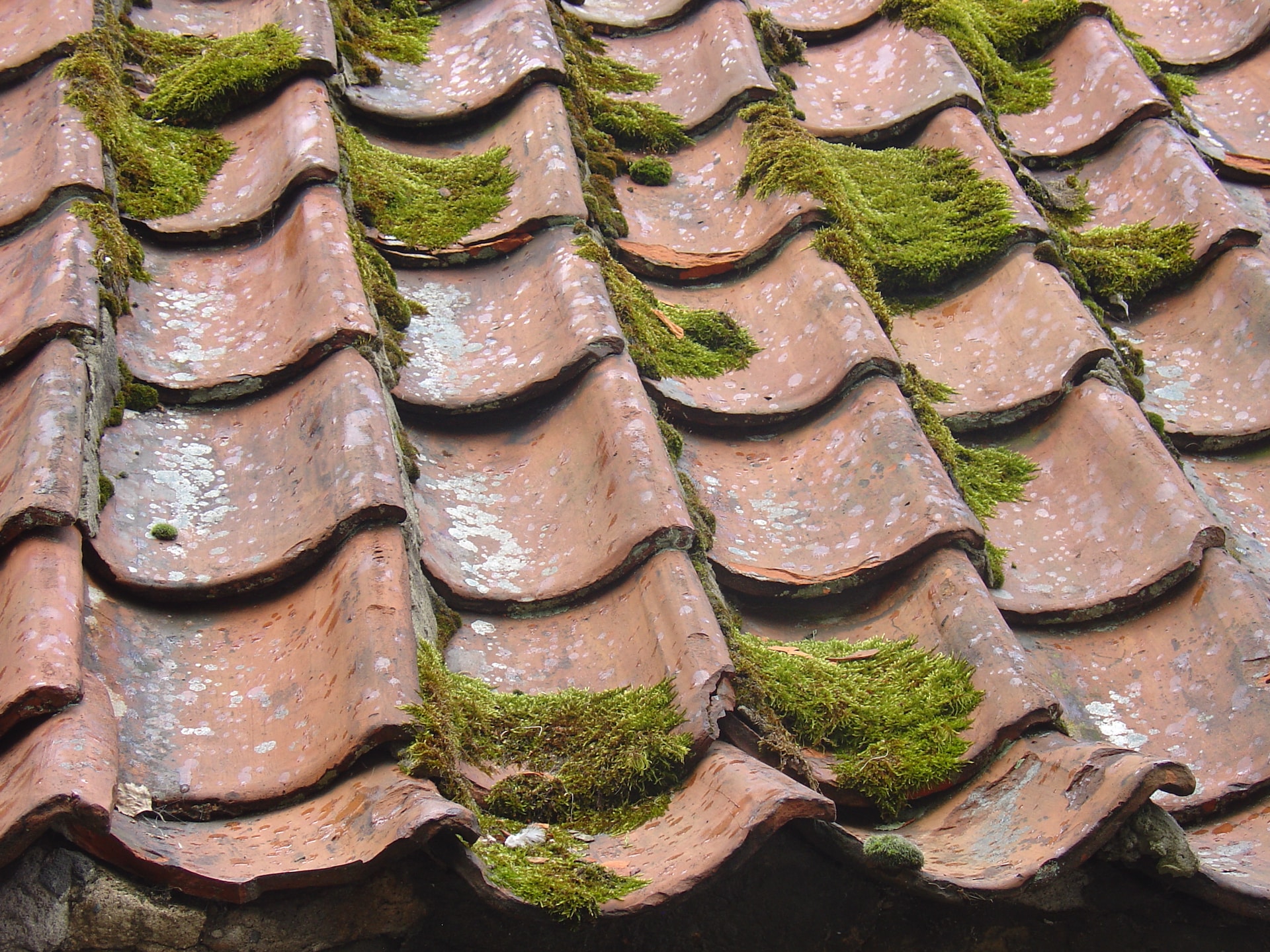 moss on roof