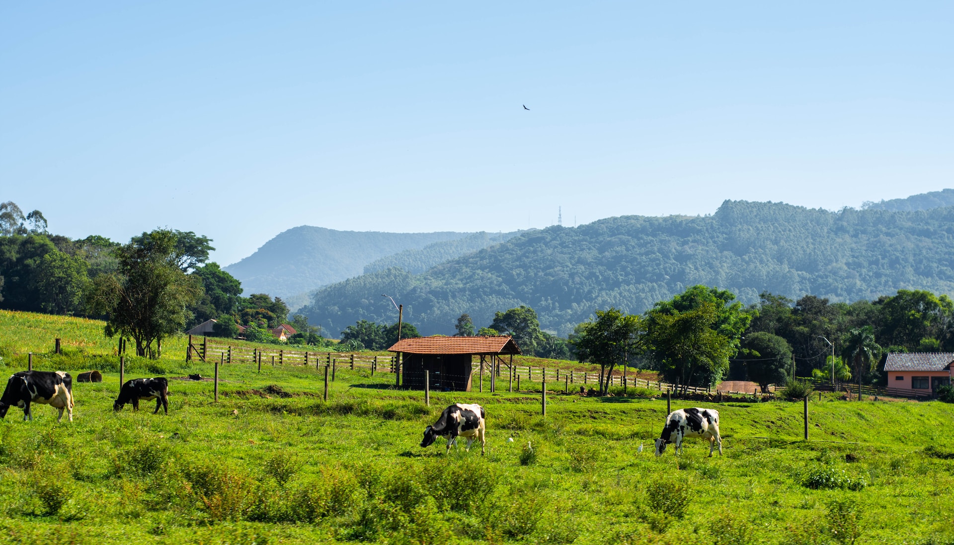 cows on pasture