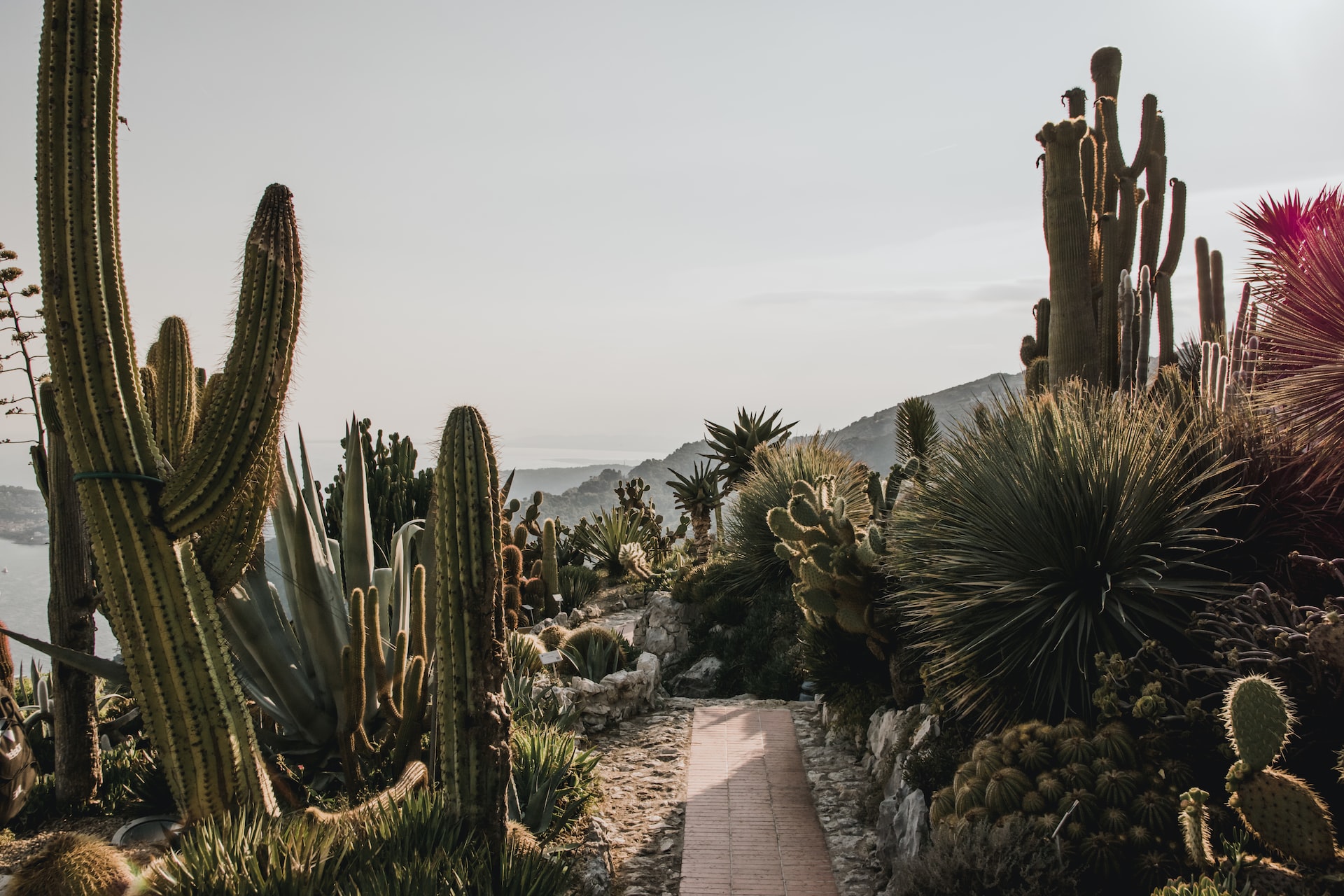 cacti, landscaping, cactus