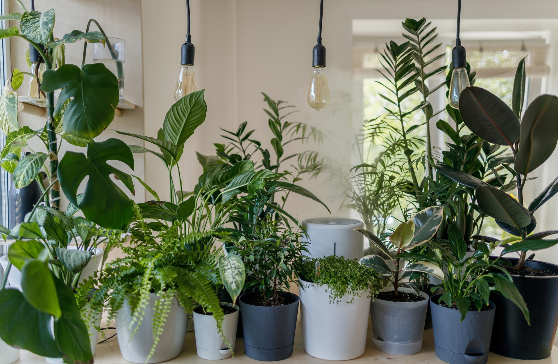 A variety of plants in pots