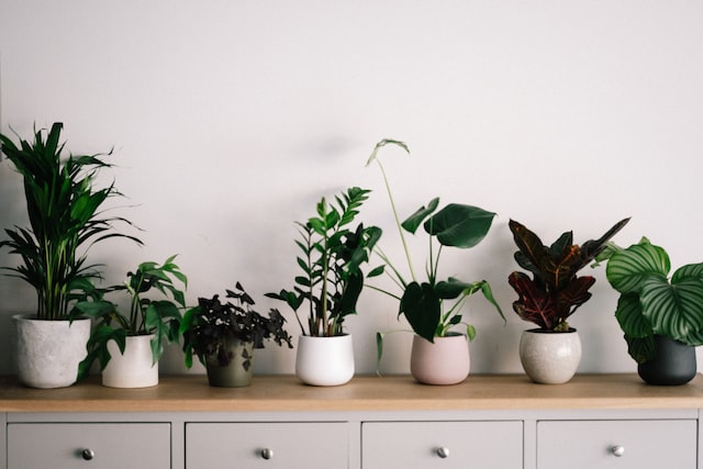 A variety of plants in pots