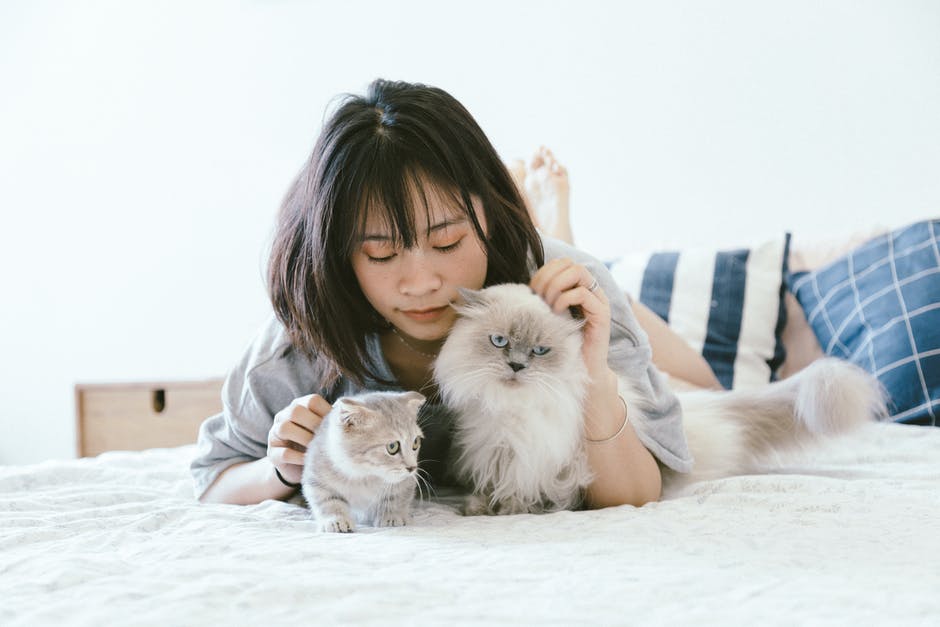 Person on bed with tow cats